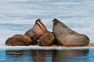 Arctic Gallery: Walruses (Odobenus rosmarus) resting on ice, Brepollen, Spitsbergen, Svalbard Islands, Arctic