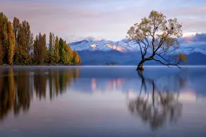 Natural Landmark Prints: Wanaka Tree, Lake Wanaka with the snow capped peaks of Mount Aspiring National Park