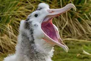 Awareness Prints: Wandering albatross (Diomedea exulans) chick at breeding colony on Prion Island