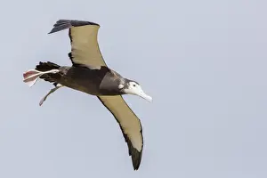 Albatross Prints: Wandering albatross (Diomedea exulans) chick test flight in high winds