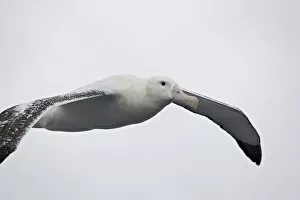 One Bird Collection: Wandering albatross (Diomedea exulans) soaring