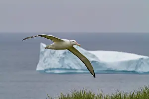 Large Prints: Wandering albatross flies over icebergs near coast of South Georgia Island's Prion Island