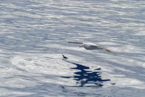Avifauna Prints: Wandering albatross flies over the waters of the Drake Passage in the Antarctic Peninsula during a clear day