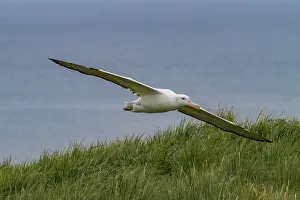 Large Prints: Wandering albatross in flight over Prion Island near the coast of South Georgia during a clear day