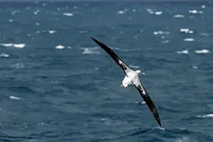Spread Wings Prints: Wandering Albatross on the Southern Ocean near Drake's Passage close to the Antarctic Peninsula