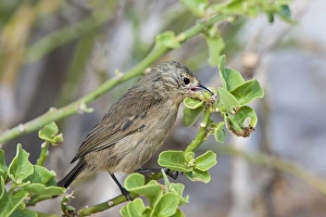 Genovesa Island Prints: Warbler finch (Certhidea olivacea)