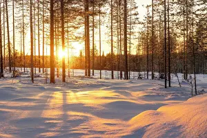 Finland Prints: Warm sunlight illuminates a fir forest near Rovaniemi