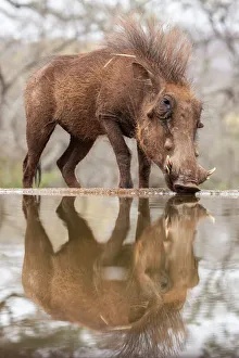 Male Animal Prints: Warthog male (Phacochoerus africanus) drinking, Zimanga game reserve, KwaZulu-Natal