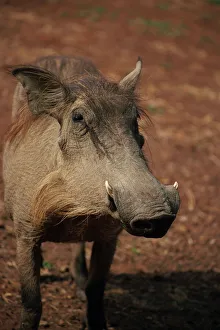 West Africa Prints: Warthog, Mole National Park, Ghana, West Africa, Africa