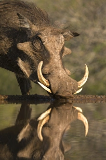 Closeup Shot Prints: Warthog (Phacochoerus aethiopicus), at water, Mkhuze game reserve, KwaZulu-Natal