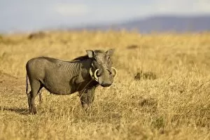 Images Dated 17th October 2006: Warthog (Phacochoerus aethiopicus)