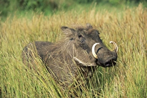 Warthog, Phacochoerus aethiopicus