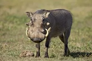 Images Dated 8th November 2006: Warthog (Phacochoerus aethiopicus)