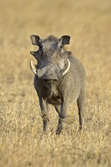 Images Dated 17th October 2006: Warthog (Phacochoerus aethiopicus), Masai Mara National Reserve, Kenya