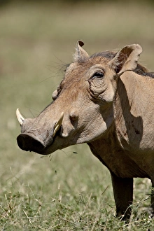 Images Dated 29th September 2007: Warthog (Phacochoerus aethiopicus), Samburu National Reserve, Kenya, East Africa, Africa