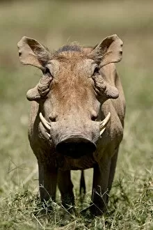 Images Dated 29th September 2007: Warthog (Phacochoerus aethiopicus), Samburu National Reserve, Kenya, East Africa, Africa