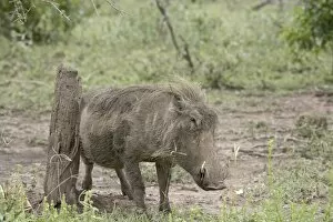 Images Dated 3rd November 2006: Warthog (Phacochoerus aethiopicus) using a scratching post, Imfolozi Game Reserve
