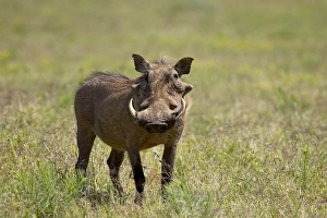 Images Dated 8th November 2006: Warthog (Phacochoerus aethiopicus), Addo Elephant National Park, South Africa, Africa