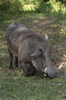 In The Wild Prints: Warthog (Phacochoerus aethiopicus), Masai Mara, Kenya, East Africa, Africa