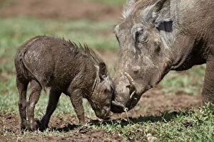 Tusk Gallery: Warthog (Phacochoerus aethiopicus) adult and piglet, Ngorongoro Crater, Tanzania