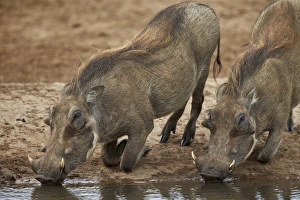 Addo Elephant National Park Gallery: Two warthog (Phacochoerus aethiopicus) drinking, Addo Elephant National Park, South Africa
