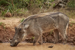 Warthog (Phacochoerus aethiopicus) drinking, Addo Elephant National Park, South Africa
