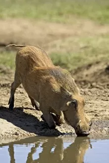 Images Dated 8th November 2006: Warthog (Phacochoerus aethiopicus) drinking