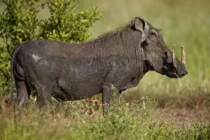 Tusk Gallery: Warthog (Phacochoerus aethiopicus) male, Kruger National Park, South Africa, Africa