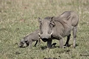 Images Dated 12th October 2007: Warthog (Phacochoerus aethiopicus) mother and baby, Masai Mara National Reserve
