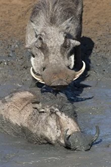 Tusk Gallery: Warthog (Phacochoerus aethiopicus) mudbathing, Mkhuze game reserve, KwaZulu-Natal