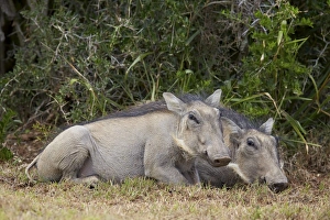 Addo Elephant National Park Gallery: Warthog (Phacochoerus aethiopicus) piglets, Addo Elephant National Park, South Africa