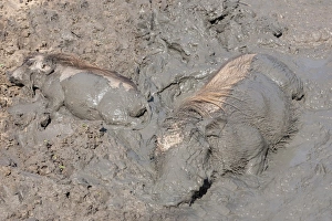 M Ammals Prints: Warthog (Phacochoerus aethiopicus) wallowing, Mkhuze Game Reserve, South Africa, Africa