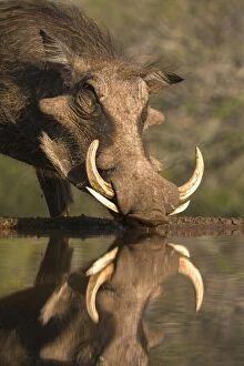 Tusk Gallery: Warthog (Phacochoerus aethiopicus), at water, Mkhuze game reserve, KwaZulu-Natal