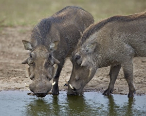 Two warthog (Phacochoerus aethiopicus) at a water hole, Addo Elephant National Park, South Africa, Africa