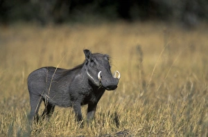 Warthog, Phacochoerus africanus