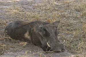 Rest Prints: Warthog, Phacochoerus africanus