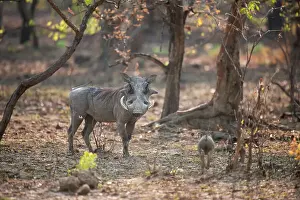 Savannah Prints: Warthog (Phacochoerus africanus) live in holes often dug by aardvarks in termite hills