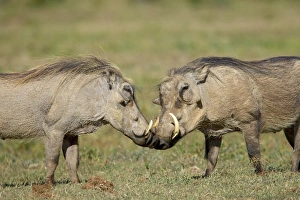 Images Dated 8th November 2006: Two warthogs (Phacochoerus aethiopicus)