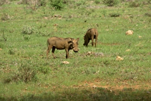 Wart Hog Prints: Warthogs, Samburu National Reserve
