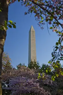 Blossom Prints: The Washington Monument framed by Japanese cherry trees in bloom