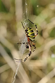 Wasp orb web spider (Argiope bruennichi) with prey, near Marburg, Hesse, Germany, Europe