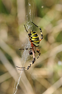 Images Dated 4th August 2009: Wasp orb web spider (Argiope bruennichi) with prey, near Marburg, Hesse, Germany, Europe