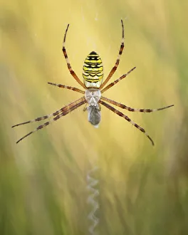 Striped Prints: Wasp spider (Argiope bruennichi) on web amongst long grass