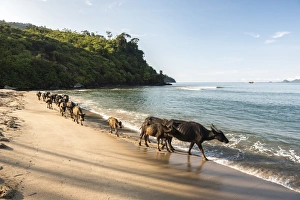 Large Group Of Animals Prints: Water Buffalo on the beach at Sungai Pinang, near Padang in West Sumatra, Indonesia