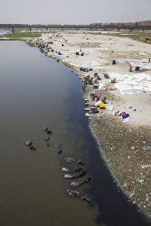 Images Dated 30th April 2010: Water buffalo drinking from the Yamuna River, a tributary of the Ganges River, while