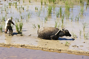 Ploughing Prints: Water buffalo ploughing rice field
