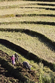 Farmer Prints: Water buffalo ploughing terraced rice field