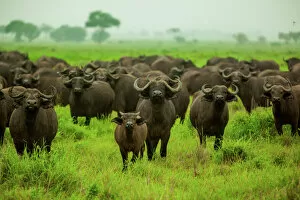 Large Group Of Animals Gallery: Water buffalo standoff on safari, Mizumi Safari Park, Tanzania, East Africa, Africa