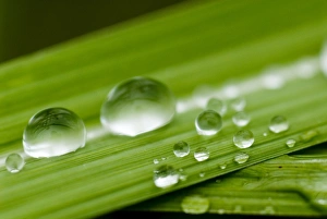 Water droplets on grass, Dali, Yunnan, China, Asia