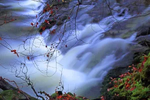 Waterway Prints: Water flows and autumn leaves near Stock Ghyll Force in Ambleside